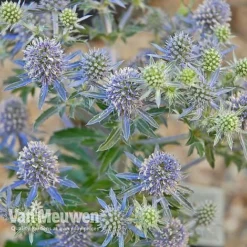 Eryngium Planum 'Blue Hobbit' -Urban Lucky Shop ERYN V46943 C