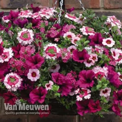 Eton Mess 6 Eton Mess -Urban Lucky Shop ETON V48876 C1