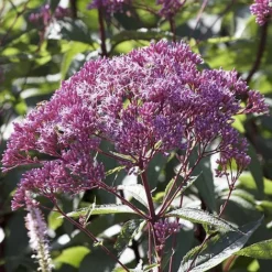 Eupatorium Dubium 'Baby Joe'