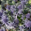 Eryngium Planum 'Blue Hobbit'