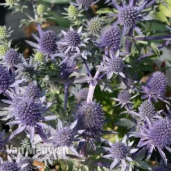 Eryngium Planum 'Blue Hobbit'