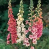 Foxglove 'Excelsior Hybrids'