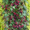 Fuchsia 'Lady In Black' (Climbing)