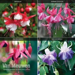 Fuchsia 'Hardy Collection'