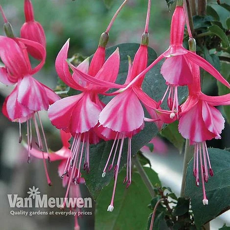 Fuchsia 'Hardy Collection' 3 Fuchsia 'Hardy Collection' - Image 3