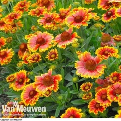 Gaillardia Aristata 'Arizona Sun' -Urban Lucky Shop GAIL v65378 C