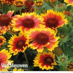 Gaillardia Aristata 'Arizona Sun' -Urban Lucky Shop GAIL v65378 E