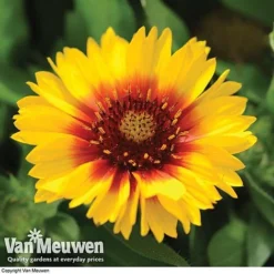 Gaillardia Aristata 'Arizona Sun' -Urban Lucky Shop GAIL v65378 F