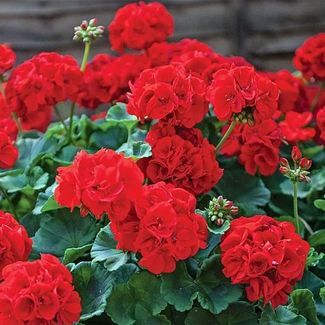 Garden Ready Summer Saver Collection 3 Garden Ready Summer Saver Collection - Image 3