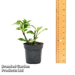 Gardenia 'Crown Jewels' -Urban Lucky Shop GARD CROWNJ9CM T44317