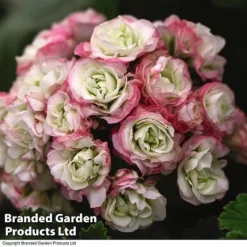 Geranium 'Appleblossom' 9 Geranium 'Appleblossom' -Urban Lucky Shop GERA T17214 C1