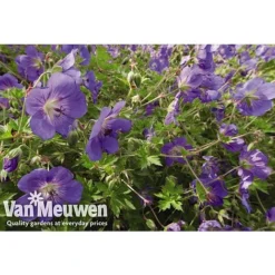 Geranium 'Brookside' -Urban Lucky Shop GERA V65398 A