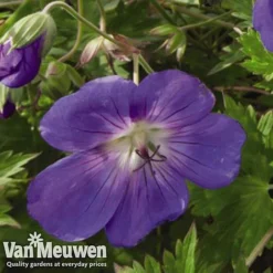 Geranium 'Brookside' -Urban Lucky Shop GERA V65398 C