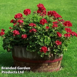 Giant Geranium Bumper Collection 12 Giant Geranium Bumper Collection -Urban Lucky Shop GERA GRANDVIOL L41307