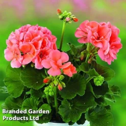Giant Geranium Bumper Collection 10 Giant Geranium Bumper Collection -Urban Lucky Shop GERA GRCLSALMO S04734
