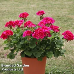 Giant Geranium Bumper Collection 9 Giant Geranium Bumper Collection -Urban Lucky Shop GERA POWERVIOL S14646
