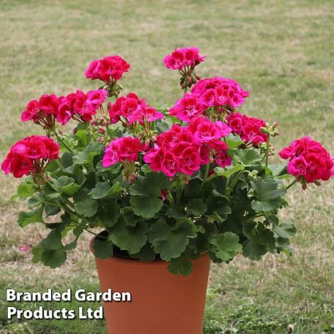 Giant Geranium Bumper Collection 3 Giant Geranium Bumper Collection - Image 3