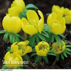 Spring Bulbs In The Green Collection -Urban Lucky Shop GREE V59885P C