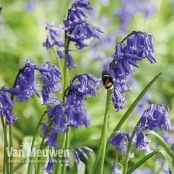 Spring Bulbs In The Green Collection -Urban Lucky Shop GREE V59885P E