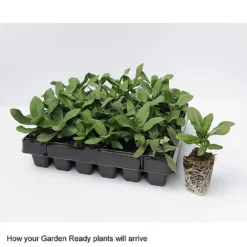 Wallflower 'Sugar Rush' Mix -Urban Lucky Shop GardenReadyArrive2