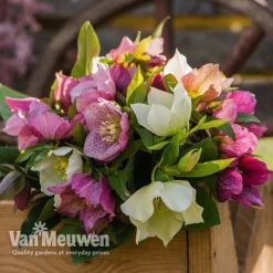 Hellebore X Hybridus 'Mixed' (Lenten Rose) -Urban Lucky Shop HELL 61223 D