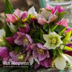 Hellebore X Hybridus 'Mixed' (Lenten Rose) -Urban Lucky Shop HELL 61223 E