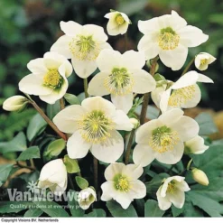 Hellebore 'Christmas Rose' 7 Hellebore 'Christmas Rose' -Urban Lucky Shop HELL 68165 B