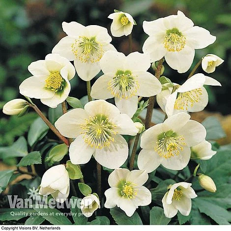 Hellebore 'Christmas Rose' 3 Hellebore 'Christmas Rose' - Image 3