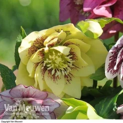 Hellebore 'Breeder's Mix' -Urban Lucky Shop HELL V78559 C