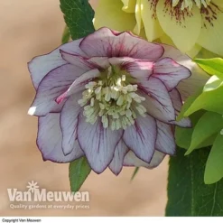 Hellebore 'Breeder's Mix' -Urban Lucky Shop HELL V78559 D
