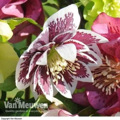 Hellebore 'Breeder's Mix' -Urban Lucky Shop HELL V78559 E
