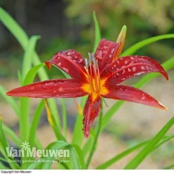Daylily 'Crimson Pirate' -Urban Lucky Shop HEME V59612 C