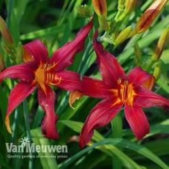 Daylily 'Crimson Pirate' -Urban Lucky Shop HEME V59612 D