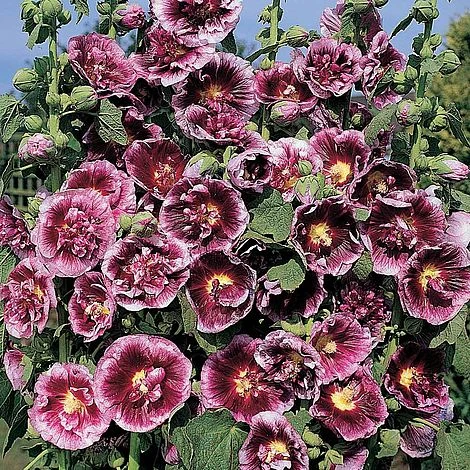 Hollyhock 'Crème De Cassis' 1 Hollyhock 'Crème De Cassis'