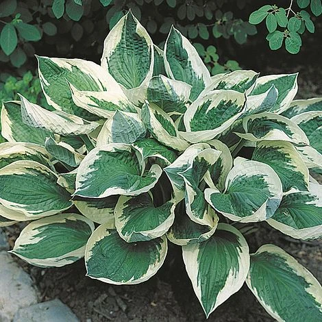 Hosta 'Wide Brim' 1 Hosta 'Wide Brim'