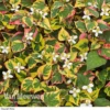 Houttuynia Cordata 'Chameleon'