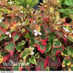Houttuynia Cordata 'Chameleon' 7 Houttuynia Cordata 'Chameleon' -Urban Lucky Shop HOUT V59309 D