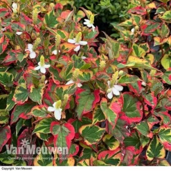 Houttuynia Cordata 'Chameleon' 8 Houttuynia Cordata 'Chameleon' -Urban Lucky Shop HOUT V59309 E