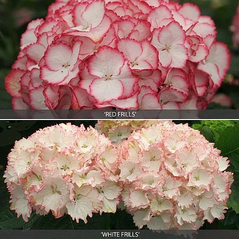 Hydrangea 'Frills' Duo 1 Hydrangea 'Frills' Duo