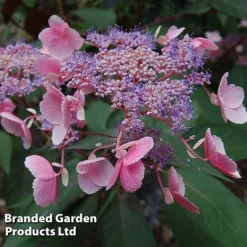 Hydrangea Aspera 'Hot Chocolate'
