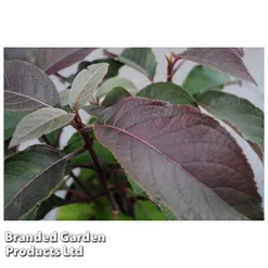 Hydrangea Aspera 'Hot Chocolate' 7 Hydrangea Aspera 'Hot Chocolate' -Urban Lucky Shop HYDR HOTCHOCOL S54236