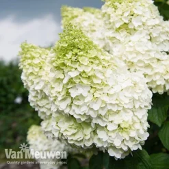 Hydrangea Paniculata 'Magical Moonlight' -Urban Lucky Shop Hyd MagicalMoon VM 2