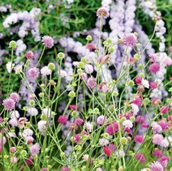 Knautia Macedonica 'Melton Pastels' -Urban Lucky Shop KNAU MELTONPAS U49880 NOW1