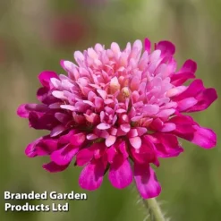 Knautia Macedonica 'Melton Pastels' -Urban Lucky Shop KNAU MELTONPAS W498781