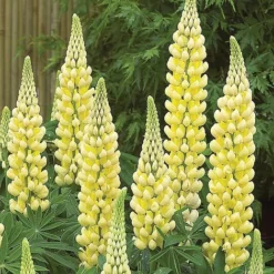Lupin 'Chandelier'