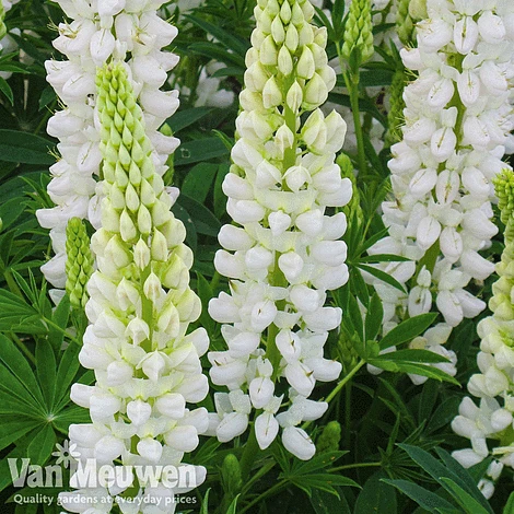 Lupin 'Gallery White' 1 Lupin 'Gallery White'