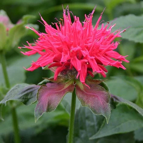 Monarda 'Pink Supreme' 1 Monarda 'Pink Supreme'