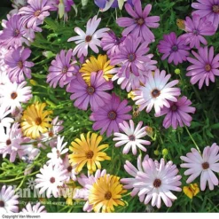 Osteospermum 'Falling Stars'™ -Urban Lucky Shop OSTE 69595V A h