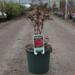 Tree Peony 'Luoyang Hong' -Urban Lucky Shop PAEO V63301 B h