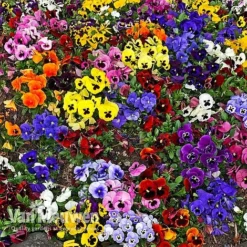 Pansy 'Universal Mixed' F1 Hybrid 7 Pansy 'Universal Mixed' F1 Hybrid -Urban Lucky Shop PANS 68090 A